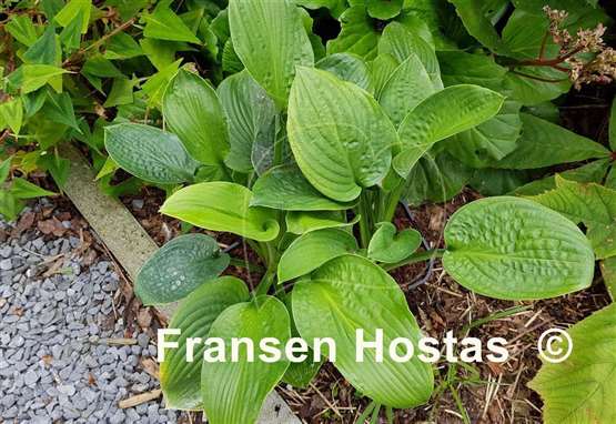 Hosta Green Pin Stripe Sister